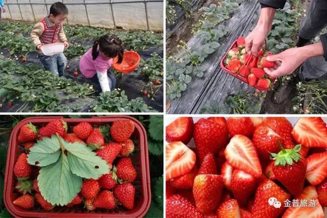 大棚草莓采摘园可以采摘的月份,大棚草莓图片真实采摘