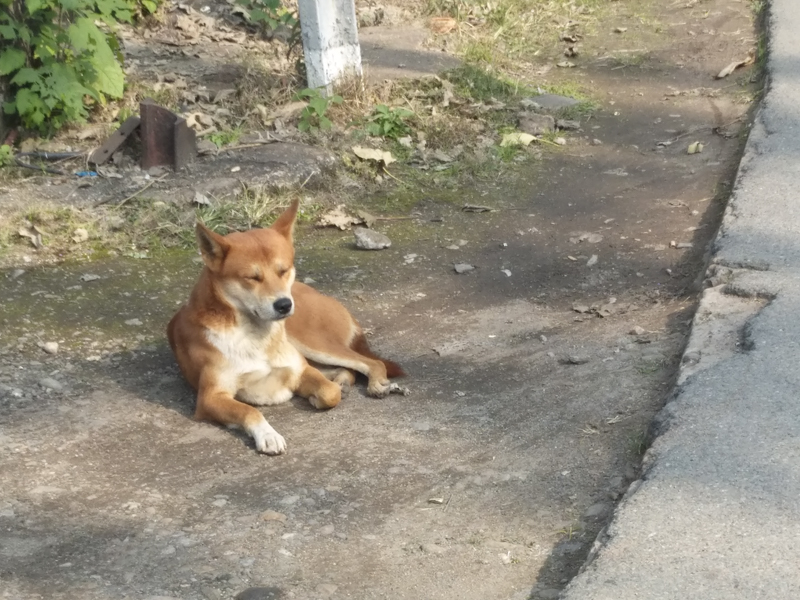 它有的不仅仅是双摄！vivoX9两周使用体验谈