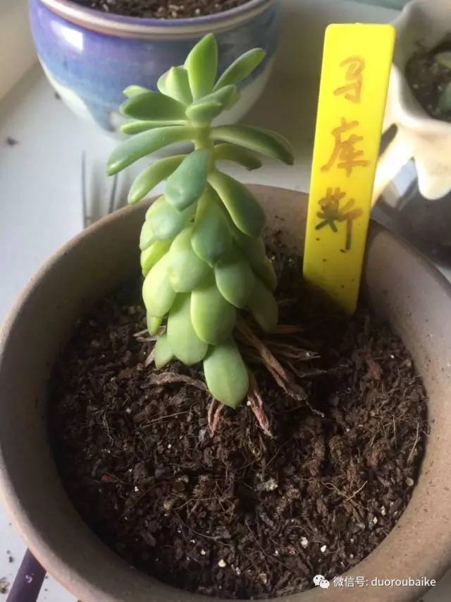 养肉肉的感悟,养多肉谨记好3招专治多肉难上色