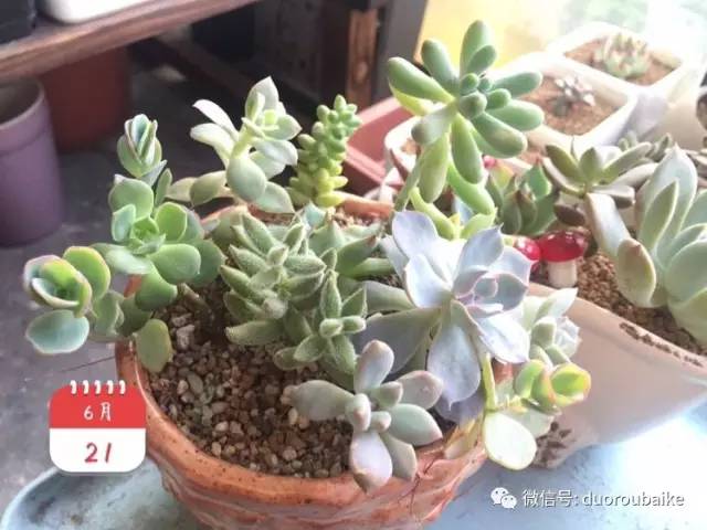 养肉肉的感悟,养多肉谨记好3招专治多肉难上色