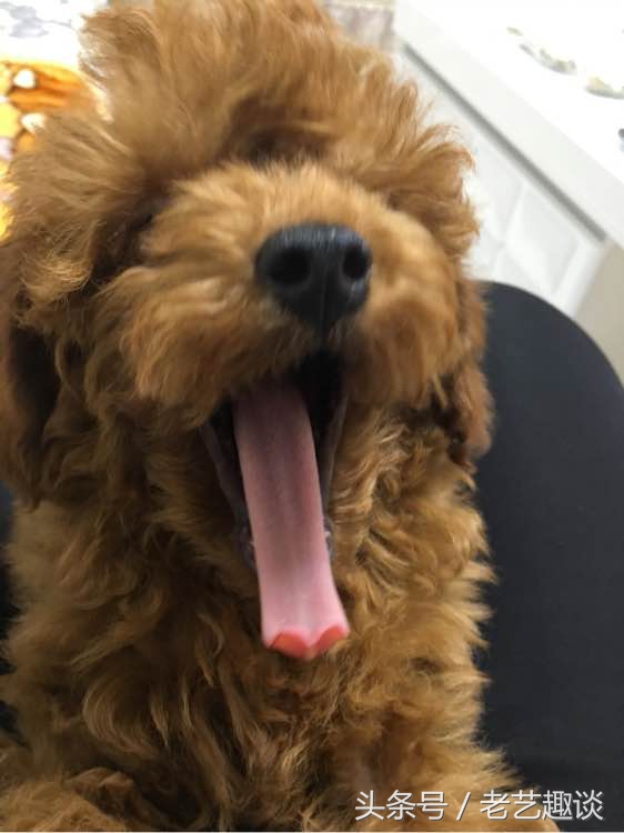 泰迪被咬的位置毛变色了,2个月泰迪刚到新家咬到手腕破皮