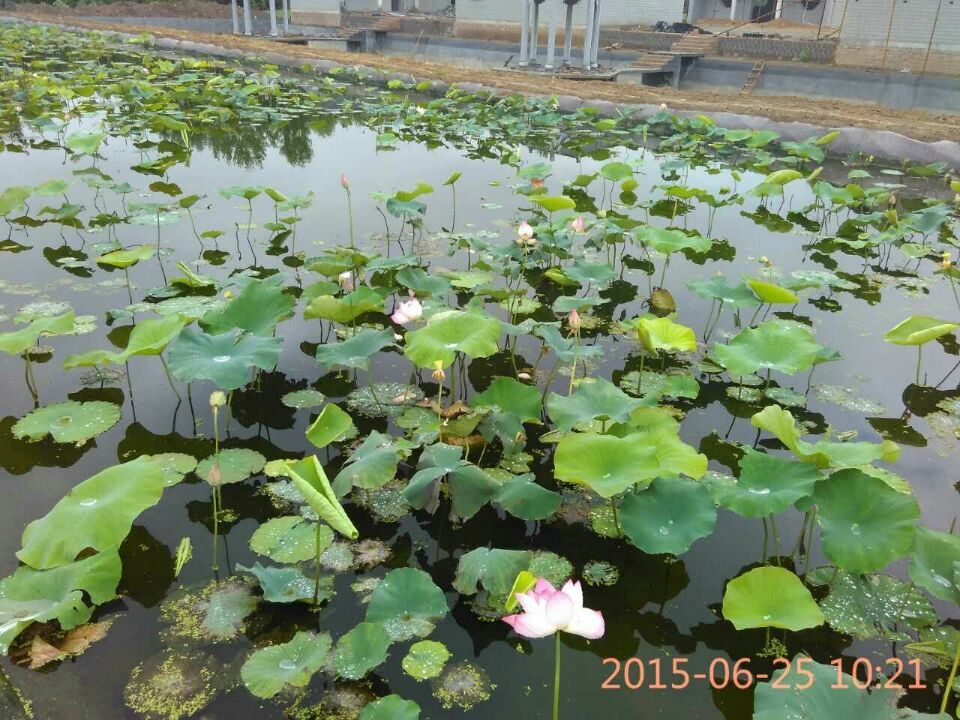 水藕种植视频教程,水莲藕苗种植方法