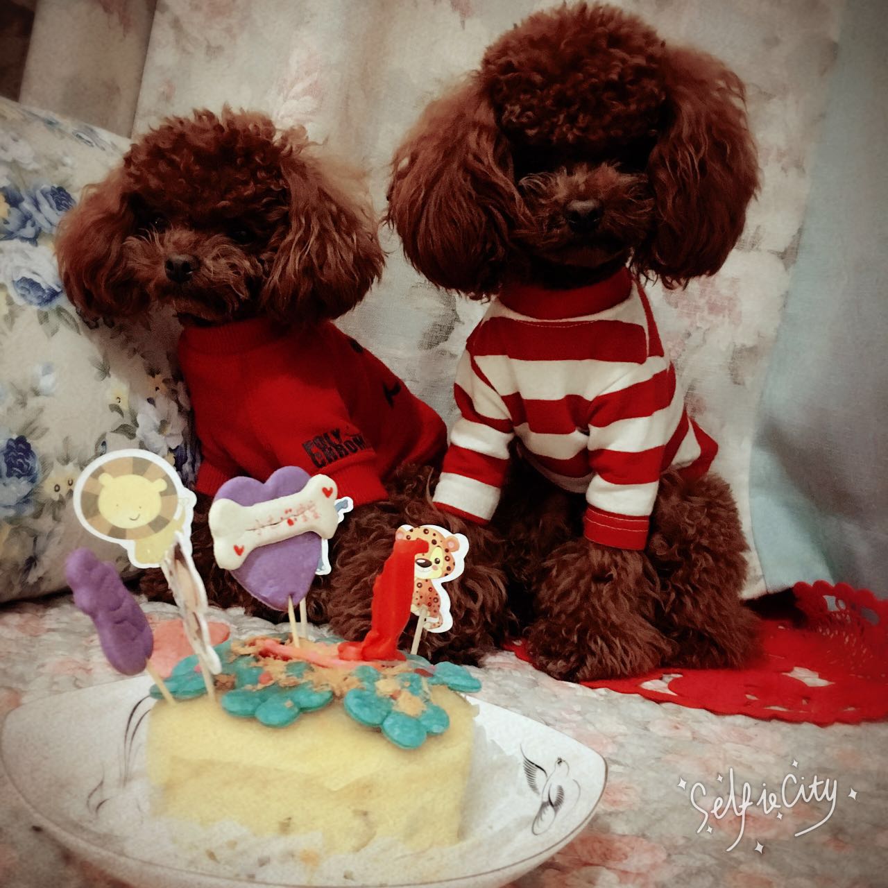 泰迪狗狗眼睛怎么护理,泰迪狗眼睛怎么护理比较好