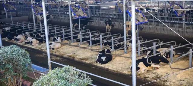 九峰万亩茶园,九峰森林动物园好不好玩