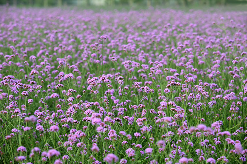 离这里最近的薰衣草庄园,中国最浪漫的地方薰衣草