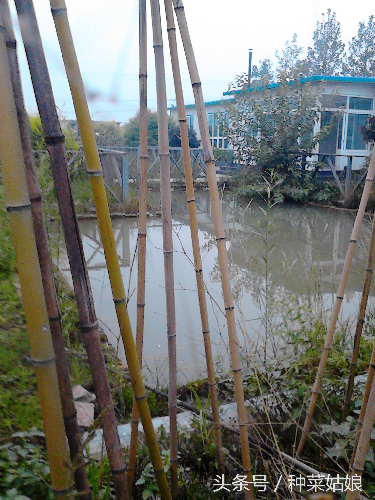 师妹从农村实践回来,说她再也不要学蔬菜