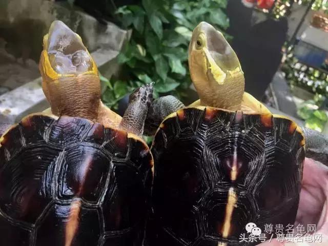 各种乌龟的详细介绍,你们见过的四种乌龟