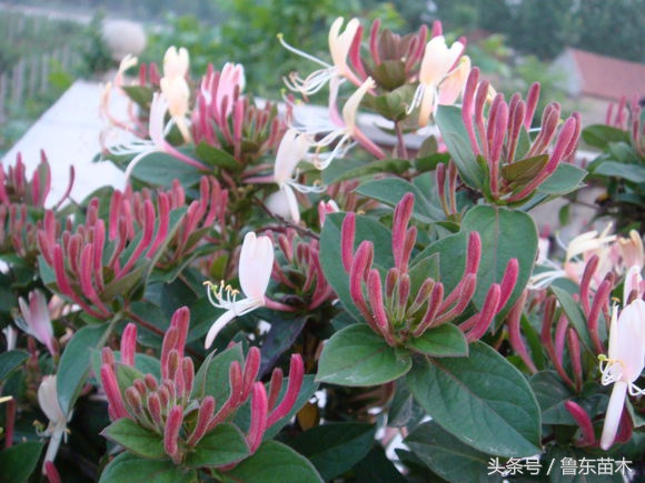 北花一号金银花不搭架可以吗,不开花的金银花苗木