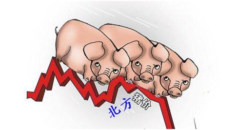 年前破9是否还有望，成为近期困扰养殖户的新问题