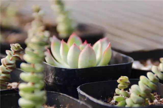 12月23号开幕啦！冰雪奇缘圣诞狂欢！中西合璧庙会美食啥都有