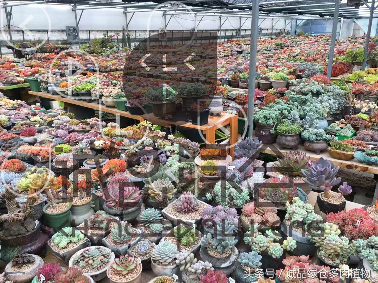 多肉植物大棚直播,密斯达多肉大棚视频
