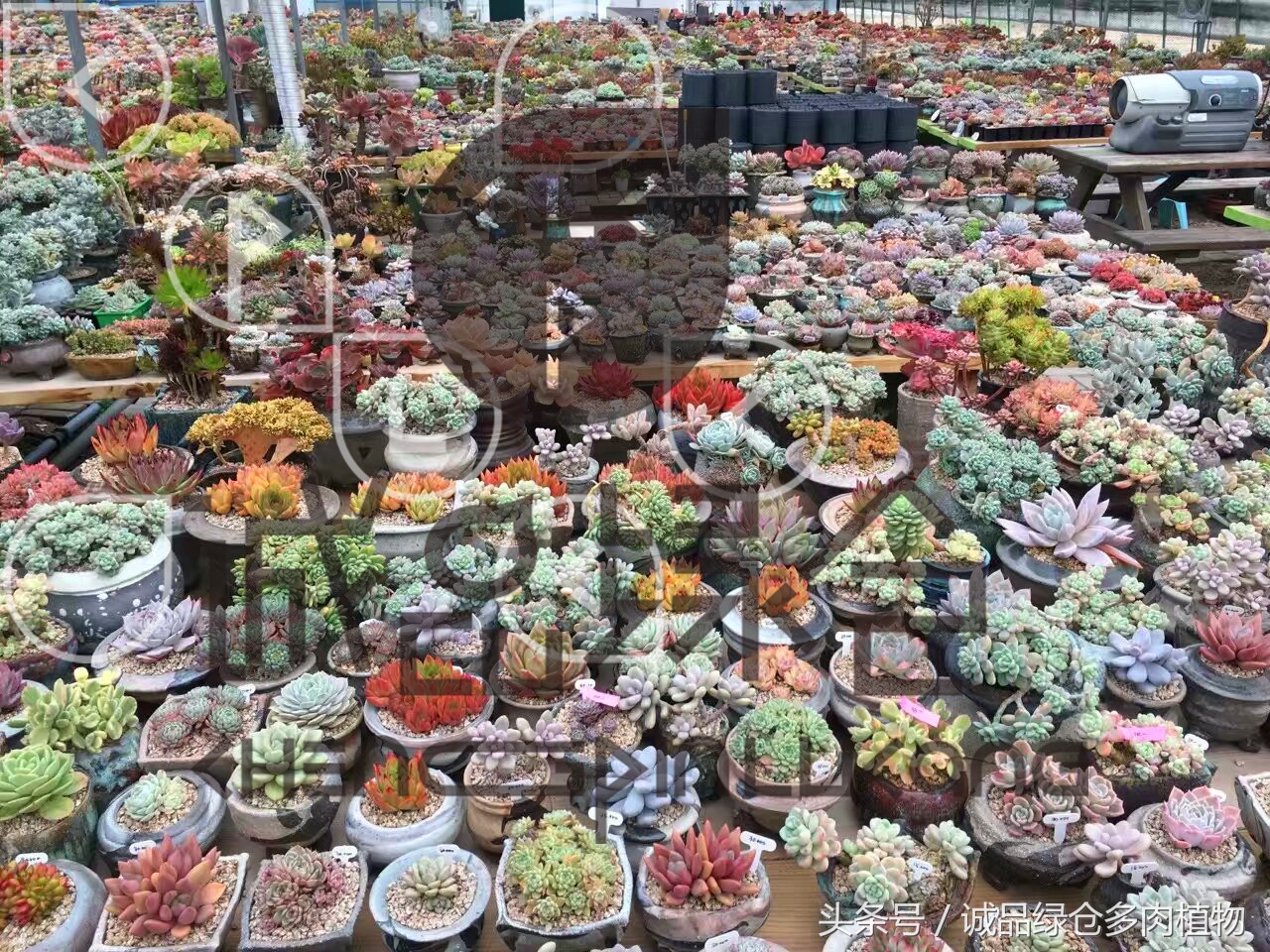 多肉植物大棚直播,密斯达多肉大棚视频