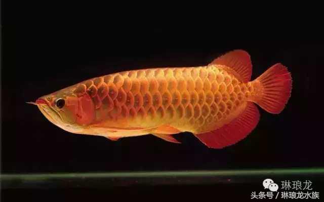 你家龙鱼在警告你有危险！你居然不知道！