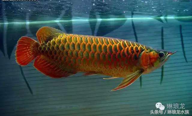 你家龙鱼在警告你有危险！你居然不知道！