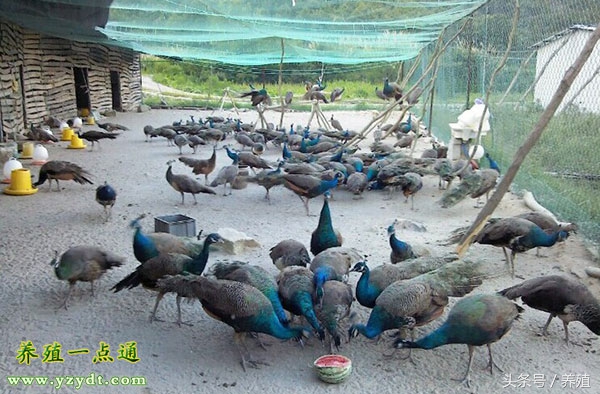 孔雀养殖技术培训,东北孔雀养殖技术视频