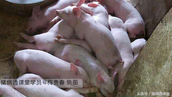 新玉米喂猪的优缺点,新玉米添加什么喂猪好