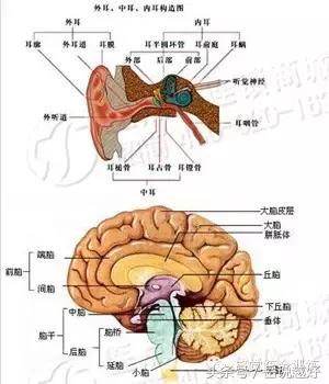 三大主要的感觉系统,三大感觉系统的关系