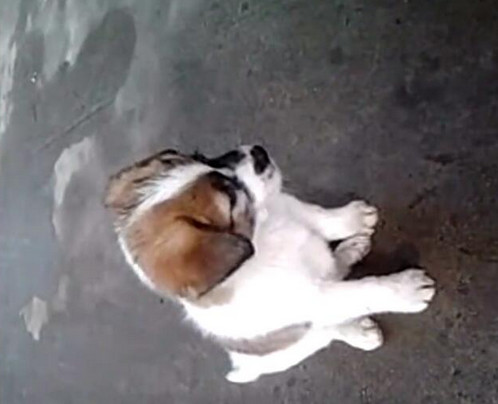 男子给小狗灌白酒,下一幕让人想说脏话!