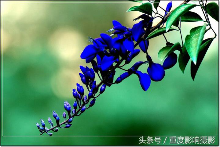 送你一束蓝色妖姬,送你一朵蓝色妖姬怎么回复