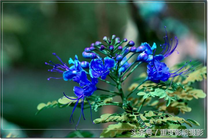 送你一束蓝色妖姬,送你一朵蓝色妖姬怎么回复