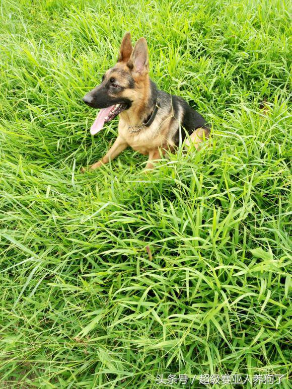 新手养德牧入门必备攻略,德牧的饲养和训练