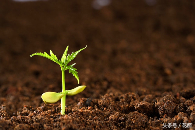 花土怎么才能养好花,花土怎么养才长得好