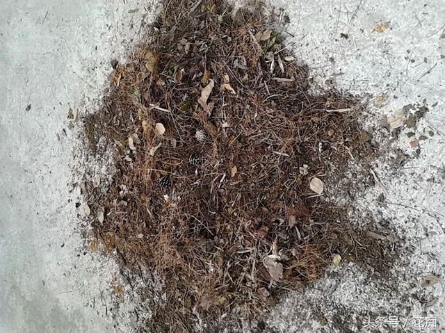 花土怎么才能养好花,花土怎么养才长得好