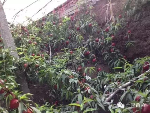 当扶贫遇上互联网,当统战工作遇上互联网