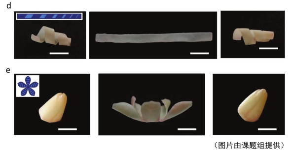 浙大新发明的薄膜：或可治疗近视远视，还能做成珠宝首饰！