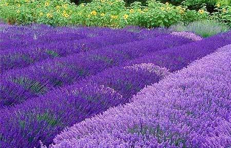 北京的薰衣草庄园门票,北京薰衣草庄园门头沟