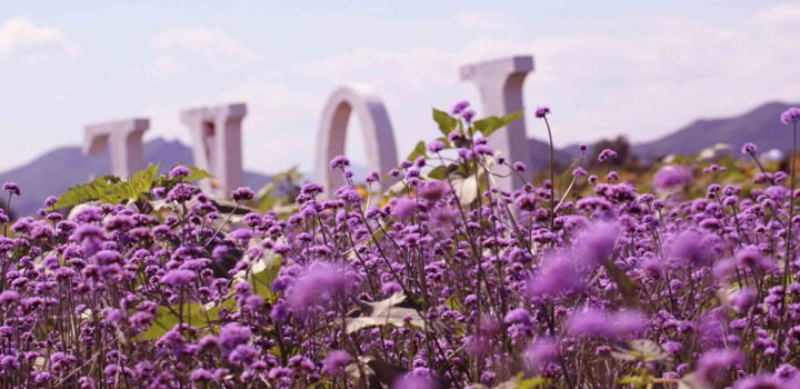 北京的薰衣草庄园门票,北京薰衣草庄园门头沟