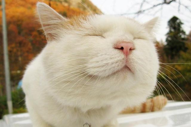 猫咪怀孕了小猫怎么处理,猫怀孕怎么照顾猫咪