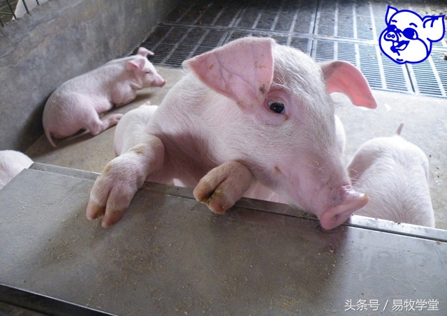 育肥猪泪斑是什么原因引起的,猪有泪斑是什么病怎么治