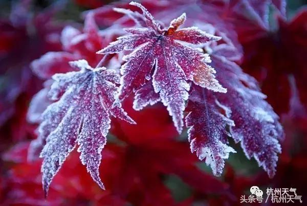 气温零下八度早晨局部有霜冻,宜兴明晨有霜冻吗