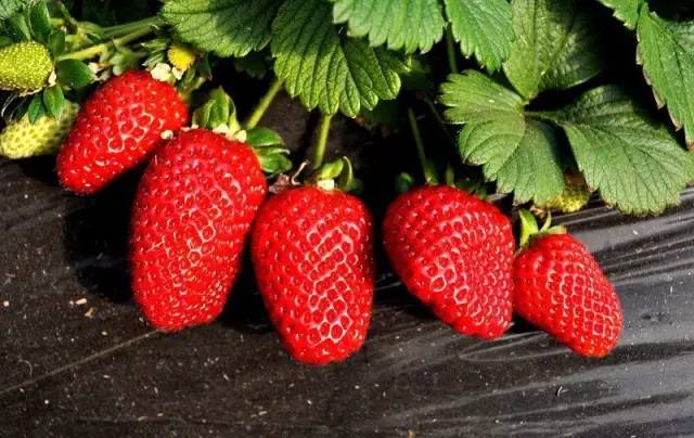 大棚草莓采摘园可以采摘的月份,大棚草莓图片真实采摘