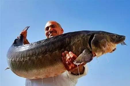 有些人吃不到那么好吃的鱼子酱,日本料理最好吃的鱼子酱