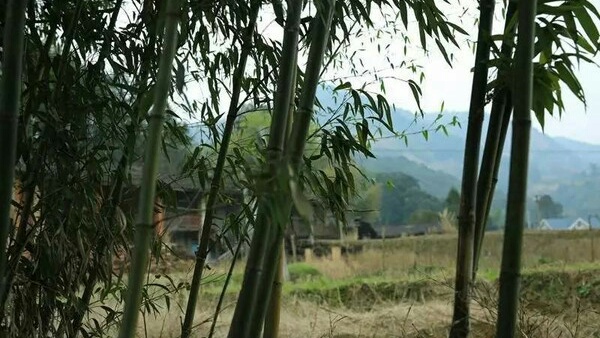 记忆中那片竹林,走进山林勾起的记忆