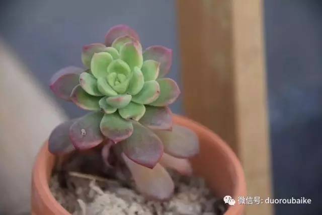 养肉肉的感悟,养多肉谨记好3招专治多肉难上色