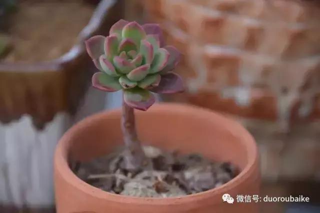 养肉肉的感悟,养多肉谨记好3招专治多肉难上色