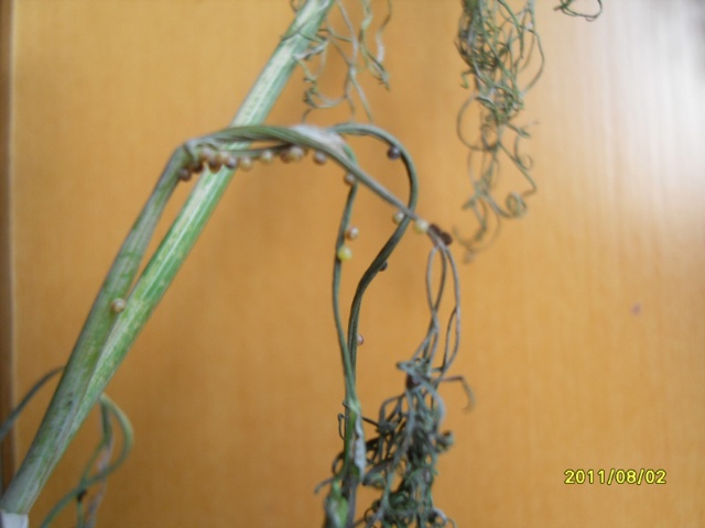 如何正确养捡来的蝴蝶,会飞的蝴蝶怎么在家养