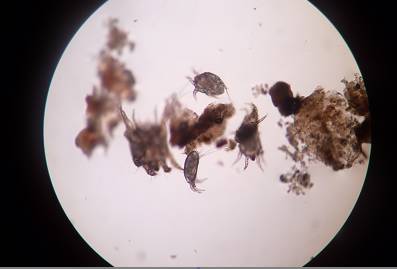 狗狗身上携带狂犬病毒会传染吗,狗狗身上有寄生虫会传染人吗