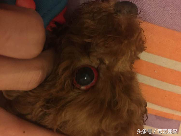 泰迪被咬的位置毛变色了,2个月泰迪刚到新家咬到手腕破皮