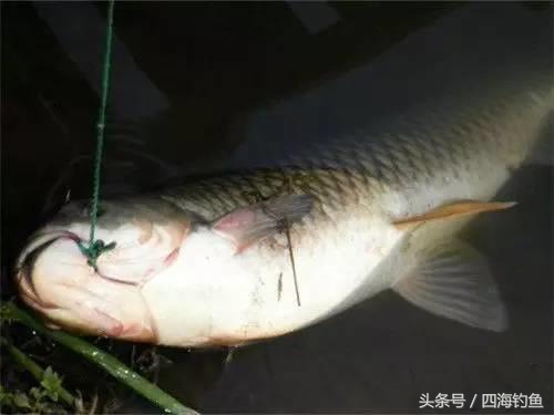 冰钓注意事项,冬季冰钓鲫鱼调漂最佳方法