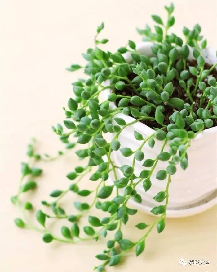 吊兰的种类有哪些哪种适合室内养 (10种公认最好养的花吊兰)