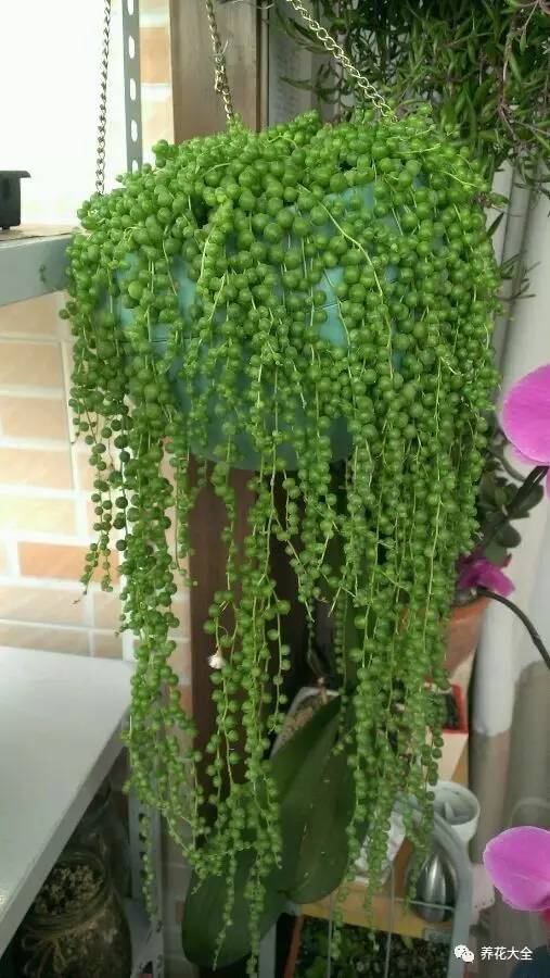 吊兰的种类有哪些哪种适合室内养 (10种公认最好养的花吊兰)