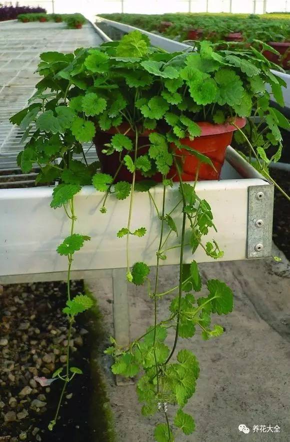 吊兰的种类有哪些哪种适合室内养 (10种公认最好养的花吊兰)