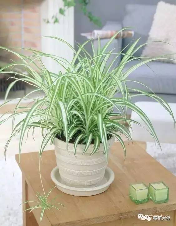 吊兰的种类有哪些哪种适合室内养 (10种公认最好养的花吊兰)