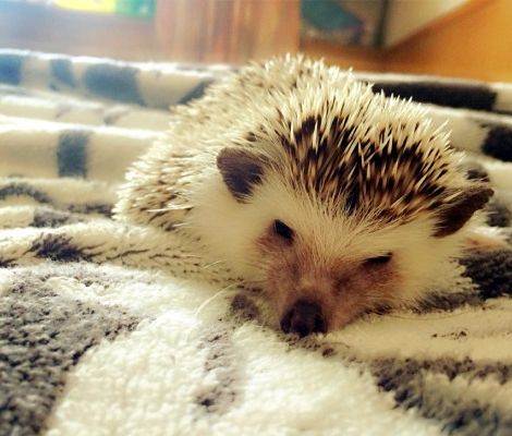 异宠:刺猬界的侏儒——非洲迷你刺猬