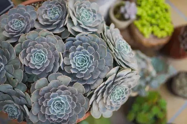 澶氳倝妞嶇墿椁愬惂,妤奸《澶氳倝鑺卞洯椁愬巺