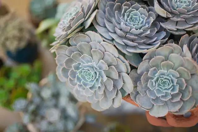 澶氳倝妞嶇墿椁愬惂,妤奸《澶氳倝鑺卞洯椁愬巺